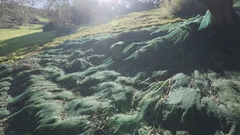 Olive harvest nets filled with fruit on steep hillside at sunset light Vidéo 328077746
