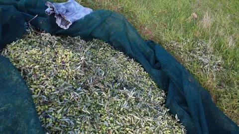 Olive Harvest Nets Full of Ripe Olives Under Trees in Rural Orchard Stock Footage 343992921