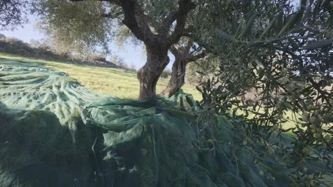 Olive harvest nets spread on steep sunny field with heavy fruit load Stock Footage 328077896