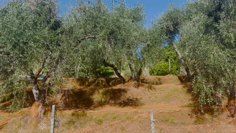 Olive harvest nets spread under trees. Traditional agricultural olive oil Stock Footage 345526502