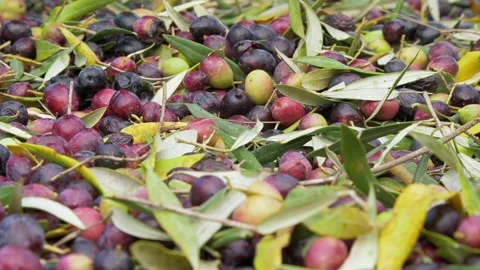Olive Harvest. People Hands separating leaves from Olives. Close up 03 Stock Footage 145670519