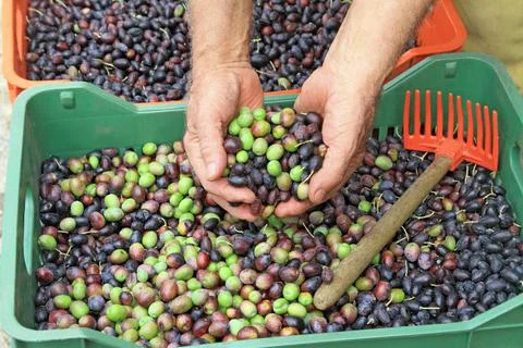 Olive harvest Foto stock