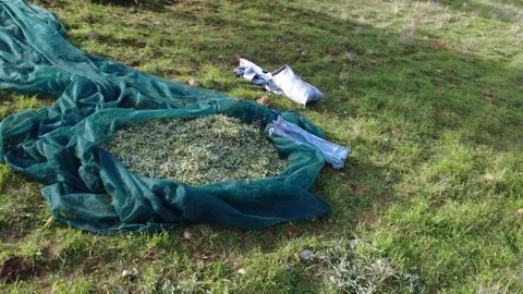 Olive Harvest Preparation with Nets Tools and Sacks in Mediterranean Farm Stock Footage 343996191