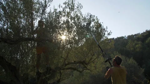 Olive Harvest in Spain. Men working. Using a vibration harvester machine Stock Footage 145559751
