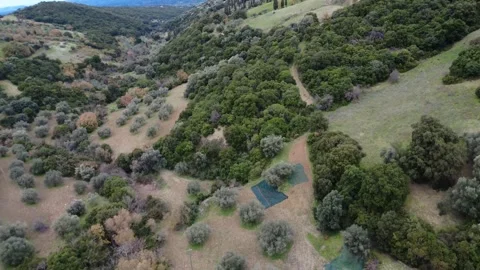 Olive Harvest on Steep Foothill Fields Reached by Narrow Dirt Road Stock Footage 326935987
