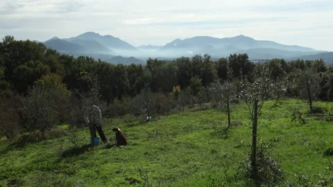 Olive harvest, time-lapse 4K Video stock 145167876