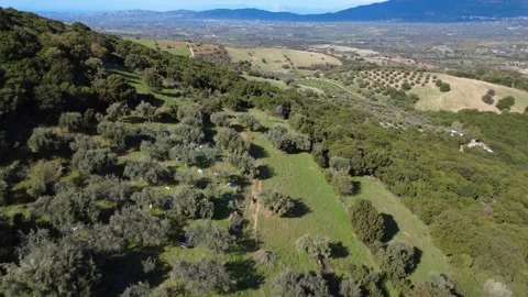 Olive harvest in vast grove surrounded by forest hills Stock Footage 343996934