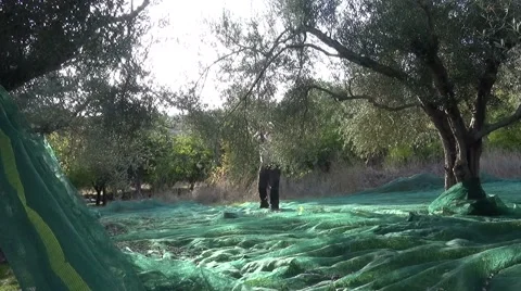 Olive Harvesting Видео 44139129