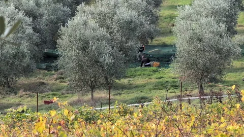 Olive harvesting Stock Footage 320418644
