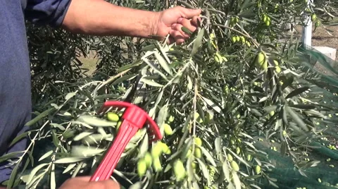 Olive harvesting by hands Stock Footage 49320142