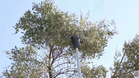 Olive Harvesting Machine Stock Footage 83010909