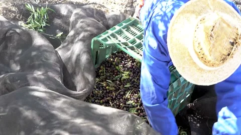 Olive harvesting: Top view of worker with straw hat and work clothes putting Stock Footage 165813438