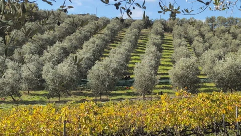 Olive harvesting in Tuscany 2 Stock Footage 320418577