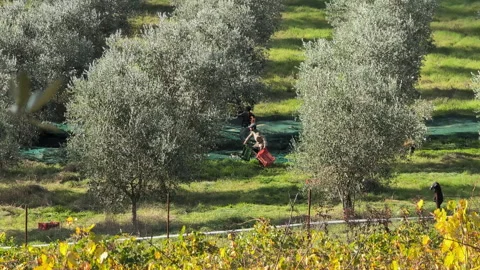 Olive harvesting in Tuscany 3 Stock Footage 320419166