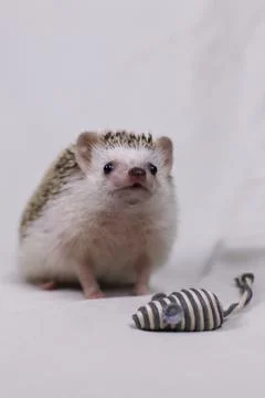 Olive the Hedgehog Stock Photos