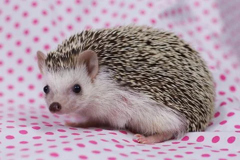 Olive the Hedgehog Stock Photos