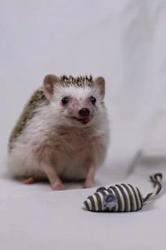 Olive the Hedgehog Stock Photos