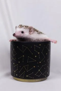 Olive the Hedgehog Stock Photos