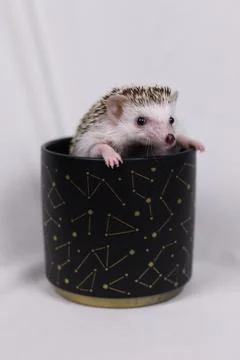 Olive the Hedgehog Stock Photos