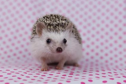 Olive the Hedgehog Stock Photos