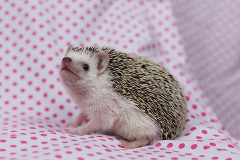 Olive the Hedgehog Stock Photos