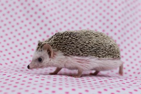 Olive the Hedgehog Stock Photos