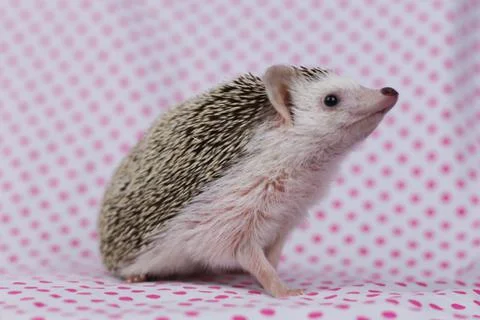 Olive the Hedgehog Stock Photos