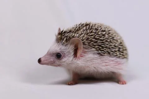 Olive the Hedgehog Stock Photos