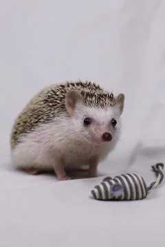 Olive the Hedgehog Stock Photos