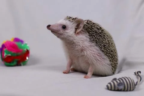 Olive the Hedgehog Stock Photos