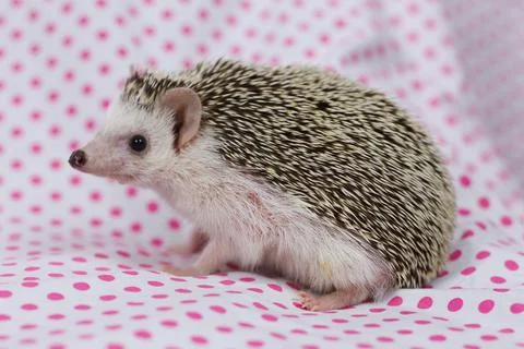 Olive the Hedgehog Stock Photos