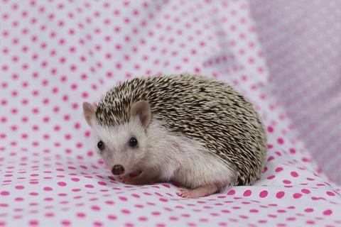 Olive the Hedgehog Stock Photos