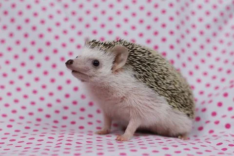 Olive the Hedgehog Stock Photos