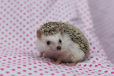 Olive the Hedgehog Stock Photos