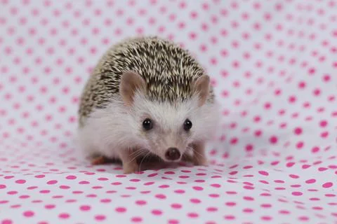 Olive the Hedgehog Stock Photos