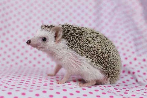 Olive the Hedgehog Stock Photos