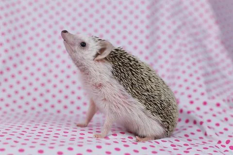 Olive the Hedgehog Stock Photos