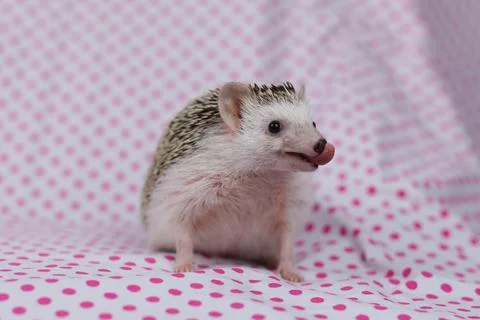 Olive the Hedgehog Stock Photos