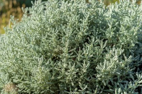 Olive herb shrub Stock Photos
