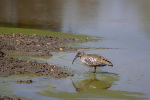 Olive Ibis Stock Photos
