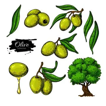 Olive Stock Illustration