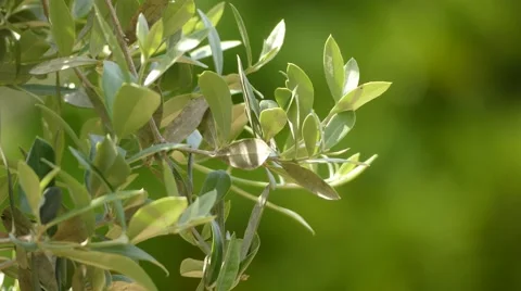 Olive, known by botanical name Olea europaea Stock Footage 66288214