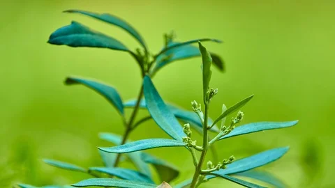 Olive, known by the botanical name Olea europaea, meaning European olive, is  Stock Footage 117402415