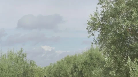 Olive landscape Vídeos de archivo 42017179