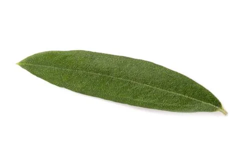 Olive leaf Stock Photos