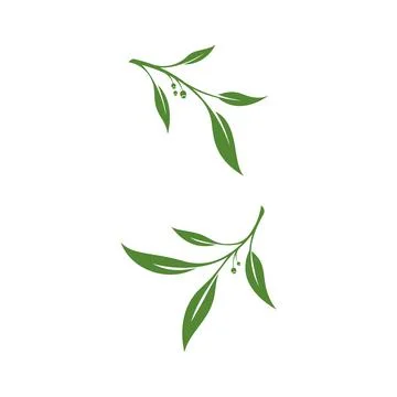 Olive leaf vector illustration design Illustrazione stock