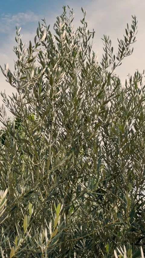 Olive leaves and branches in close up Video stock 347365352