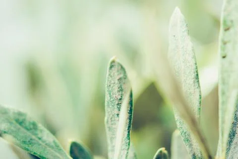 Olive leaves and branches macro photography soft focus. Background for organi Stock Photos