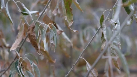 Olive leaves close-up. Stock Footage 196949634