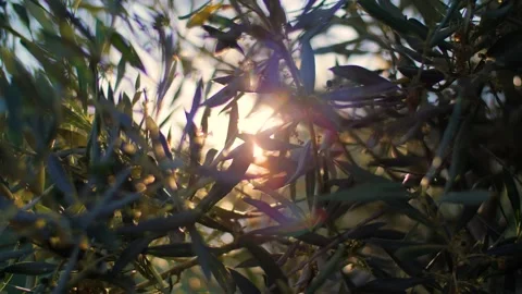 Olive leaves during sunset creating a beautiful Mediterranean summer vibe. Stock Footage 157408876